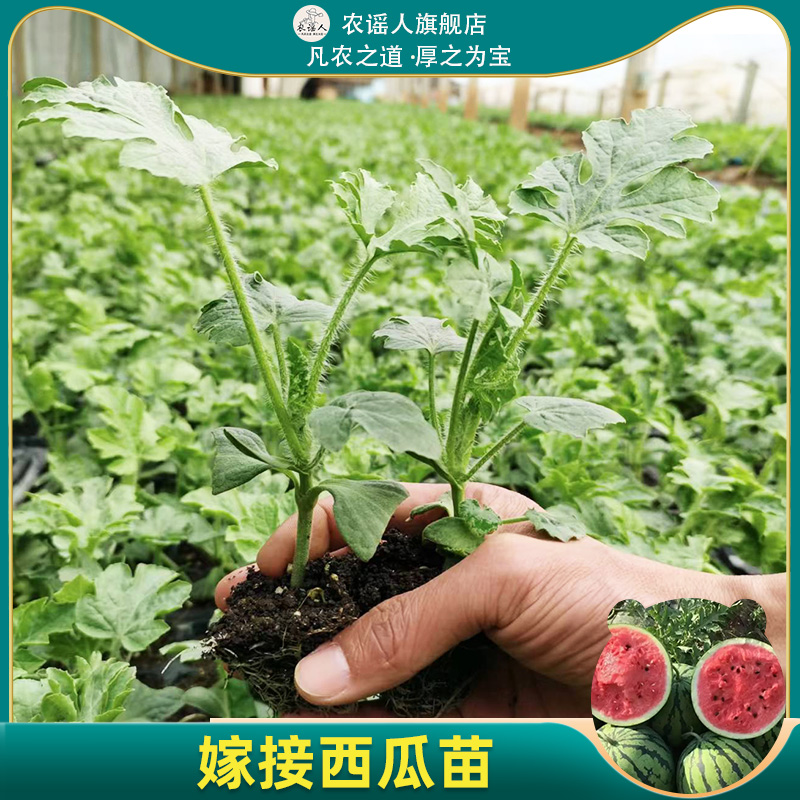 西瓜苗嫁接苗8424无籽麒麟瓜南方大棚种植早熟春夏季盆栽果蔬秧苗