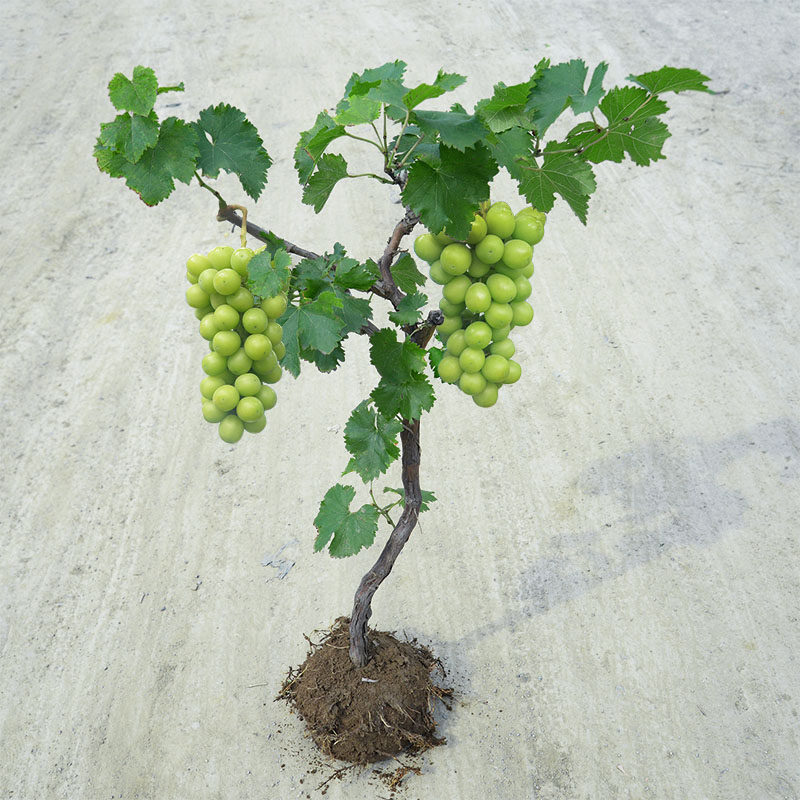 葡萄树苖阳光玫瑰蓝宝石巨峰葡萄苗特大庭院爬藤树苗北方南方种植