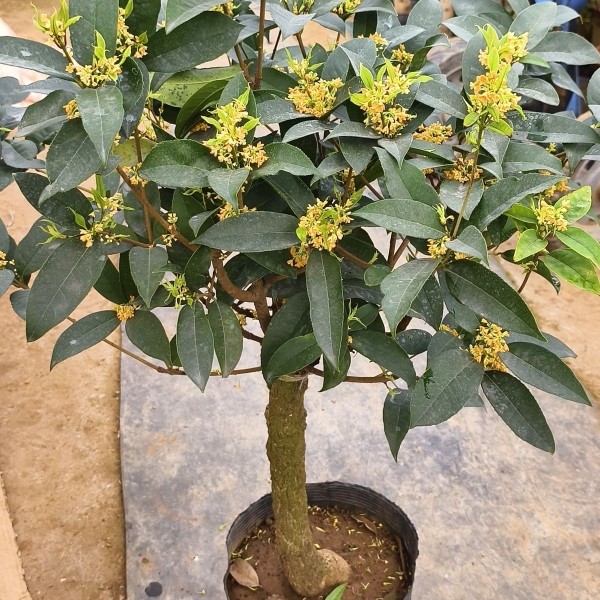 流苏嫁接四季桂天香台阁桂花红天桂花
