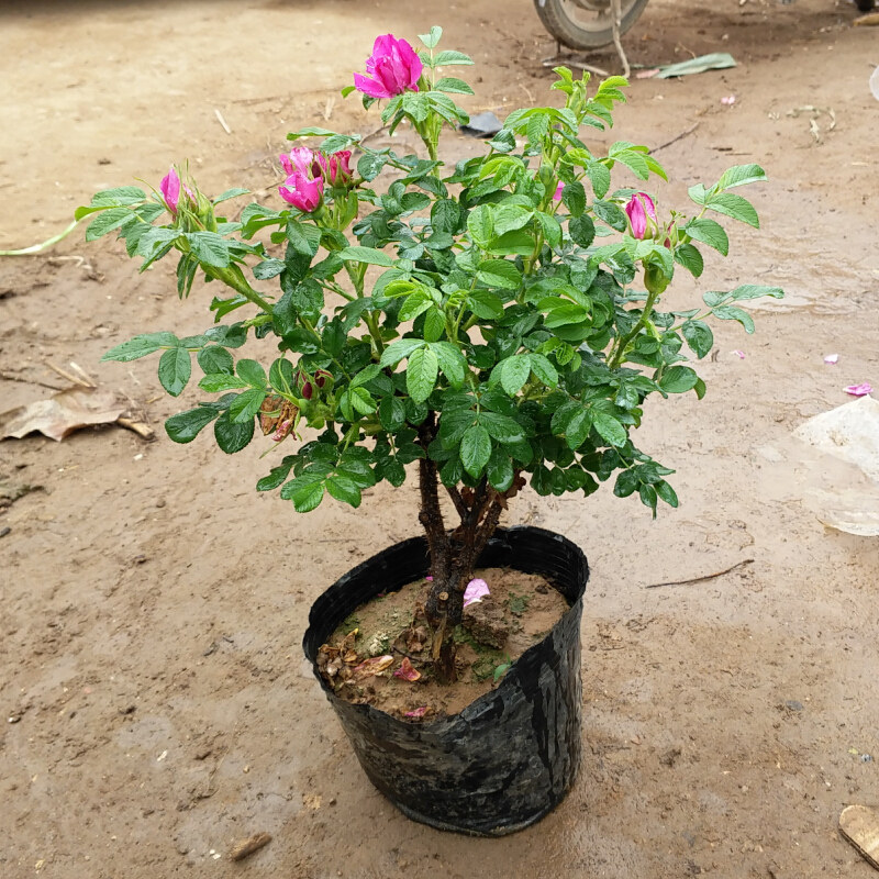 食用平阴玫瑰花苗 当年开花 观赏食用花卉盆栽玫瑰花苗阳台庭院