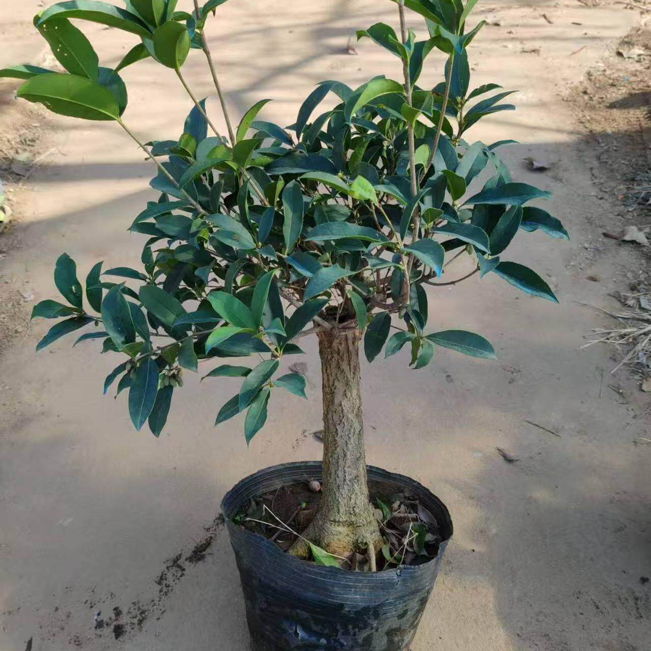 结子月桂四季型桂花 银结子桂花 富贵平安 结子桂花树苗