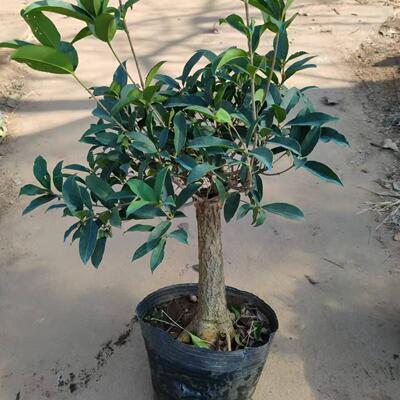 流苏嫁接提根桂花盆景一物一拍