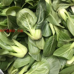 湖北特产新鲜蔬菜 上海青自家种植小白菜一斤7元拍5斤包邮