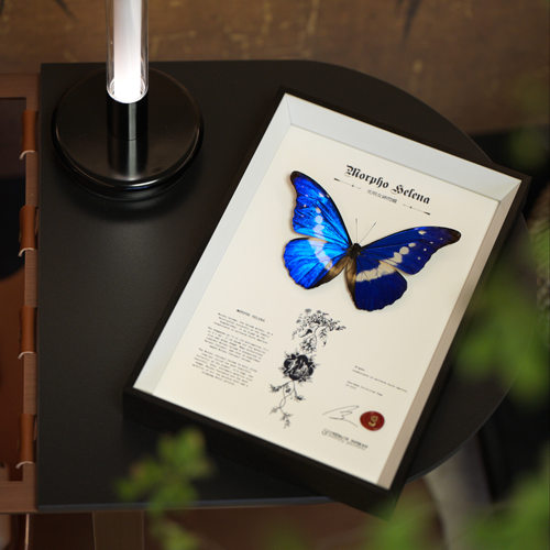 收藏级蝴蝶标本南美热带雨林艺术