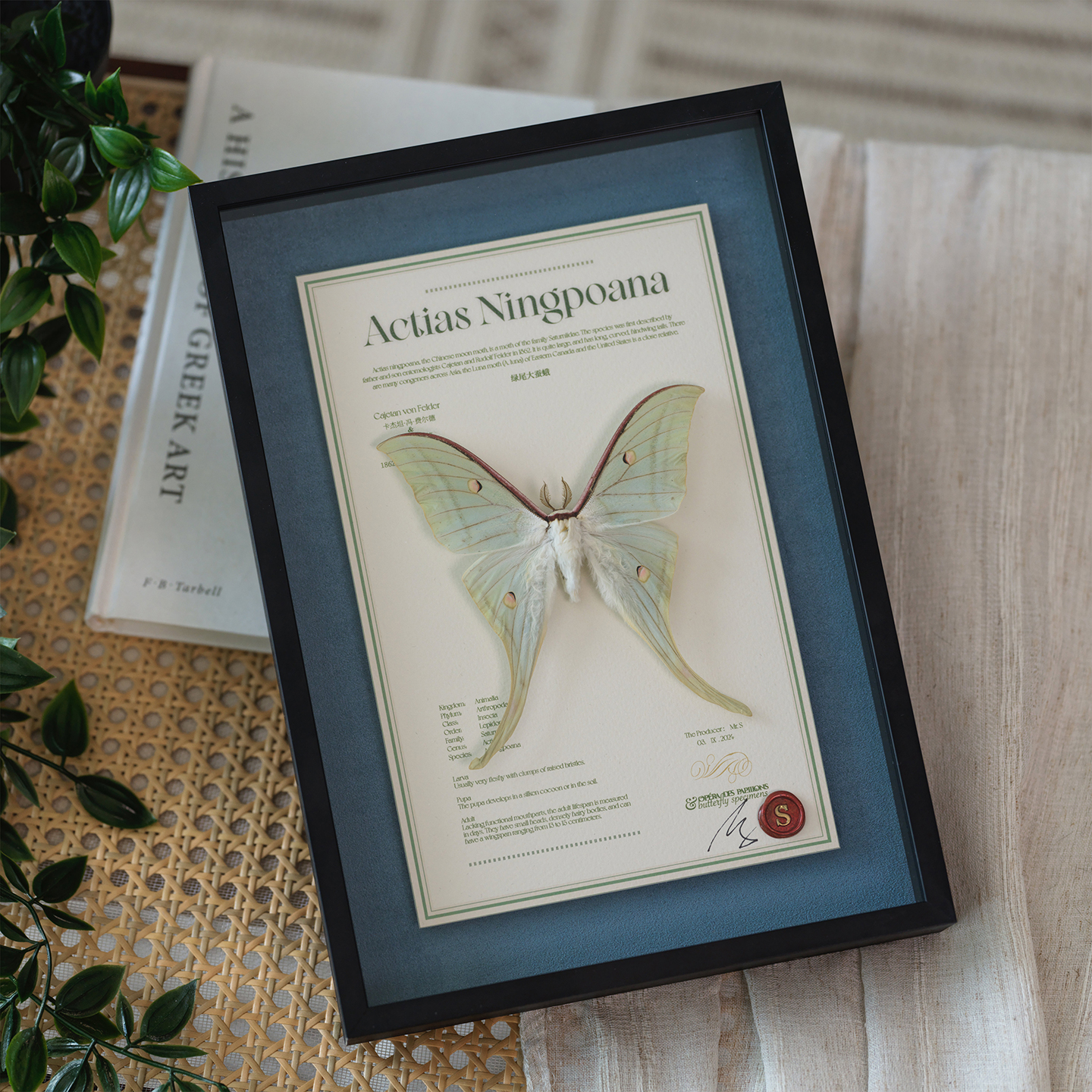 法式昆虫标本收藏级小众节日礼物