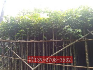 秋枫米径5-8公分 重阳木树苗 秋枫树苗 广东绿化树苗 市政工程苗