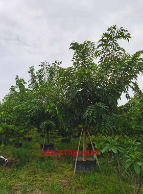 腊肠树 落叶乔木豆科决明属南方庭园观赏树木 腊肠花