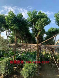 黄槐决明树 黄花槐 小乔木