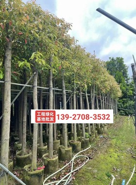 香樟树苗容器苗8-10公分袋苗基地批发常绿乔木行道树市政工程绿化