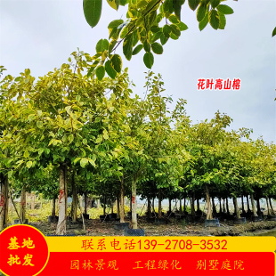 花叶高山榕假值苗基地胸径12-18公分富贵榕树行道树乔木市政绿化