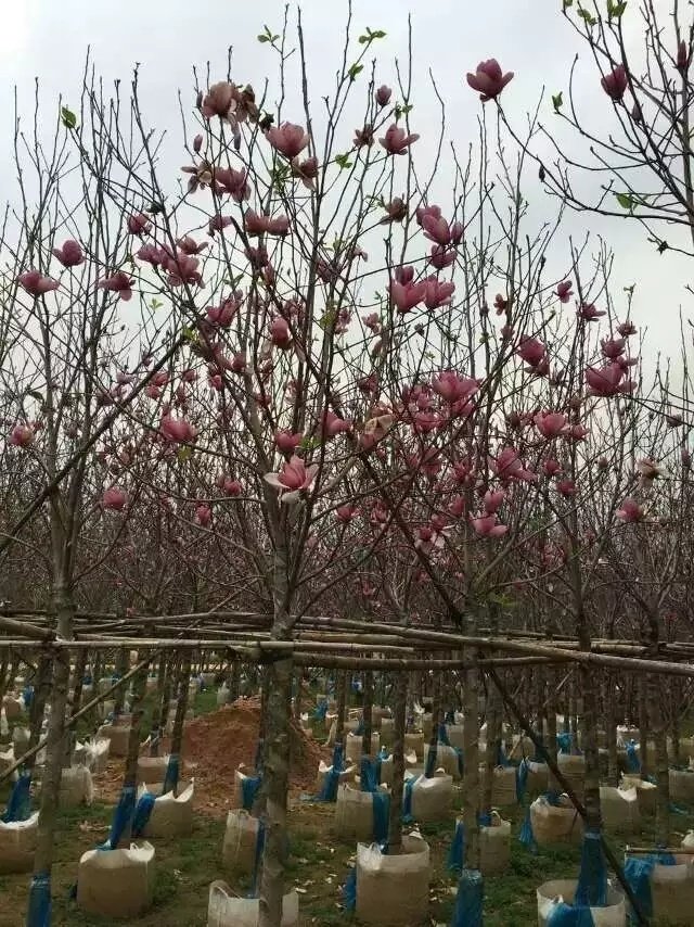 荷花玉兰玉堂春树庭院树