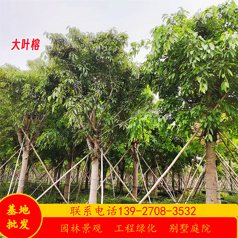 大叶榕树假值苗基地10-90公分黄葛树苗大树绿化苗木行道树乔木