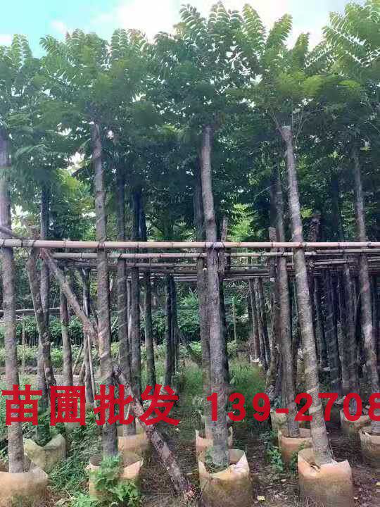 麻楝树 阴麻树 楝科乔木
