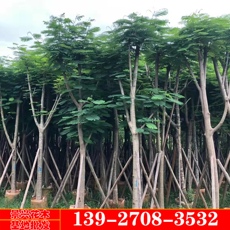 庭院凤凰木树云南乡村道路绿化地栽南方品种种植红花楹5到15公分