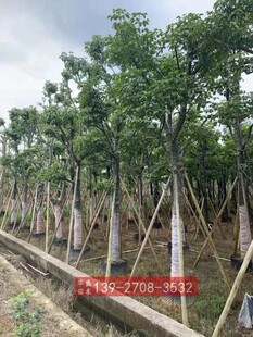 秋枫米径18-20公分袋苗 广东绿化树苗 大骨架重阳木树苗 秋枫树苗