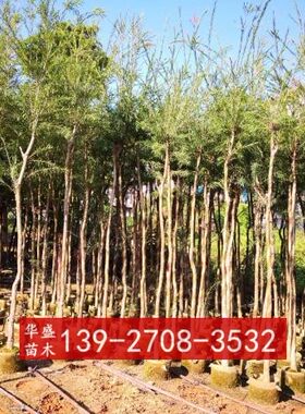 串钱柳 垂枝红千层 瓶刷子树 多花红千层 红瓶刷 金宝树 刷毛桢