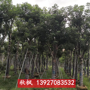 供应骨架秋枫20-22公分假植苗基地园林工程供应绿化苗木重阳木