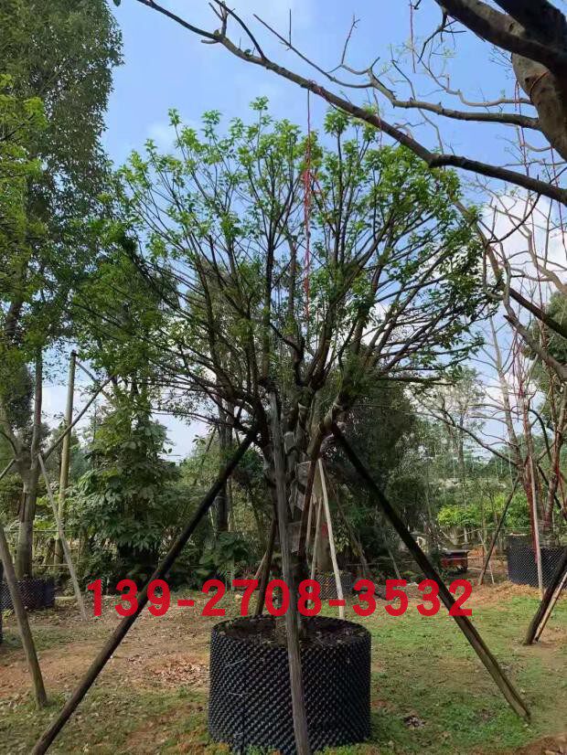 别墅庭院树 红果冬青树 万紫千红树苗假植