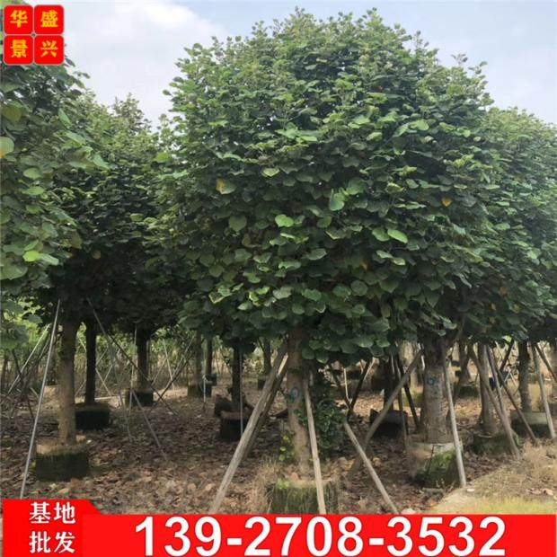 黄瑾 黄槿树 糕仔树 桐花  朴仔 榄麻 海麻 海罗树 弓背树