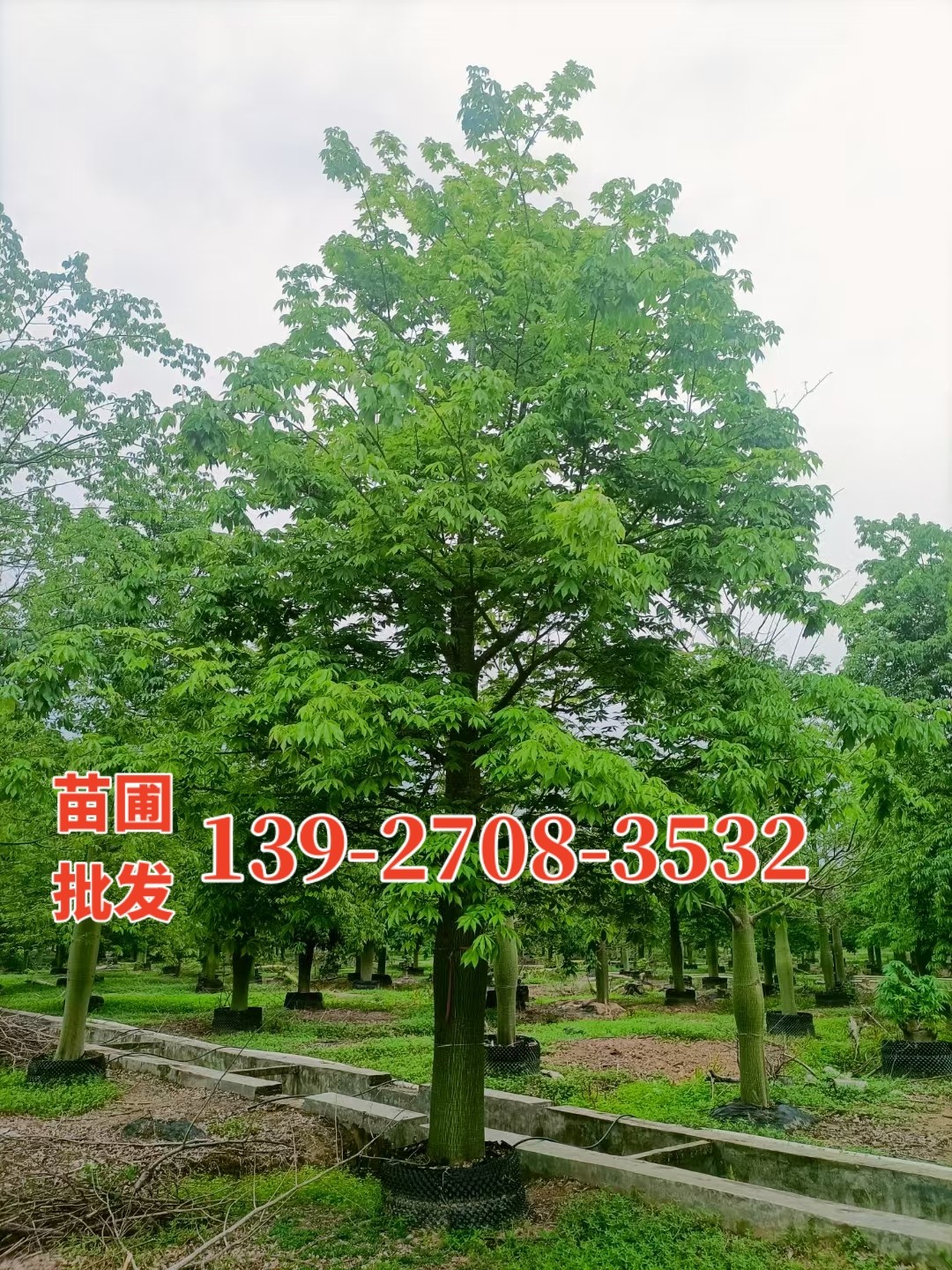 大腹木棉树苗绿化苗木基地批发大福木棉园林景观绿化美丽异木棉