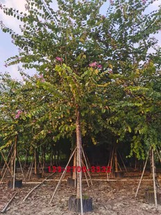 红花羊蹄甲 落叶乔木 庭院观赏花 红花紫荆