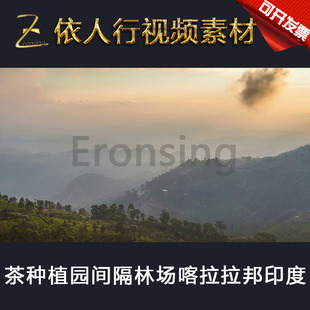 LED素材大屏幕舞台视频背景素材 茶种植园林场喀拉拉邦印度茶树木