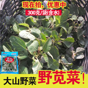 野生苋菜袋装含水新鲜口感西田谷 千子谷山野菜凉拌做馅均可