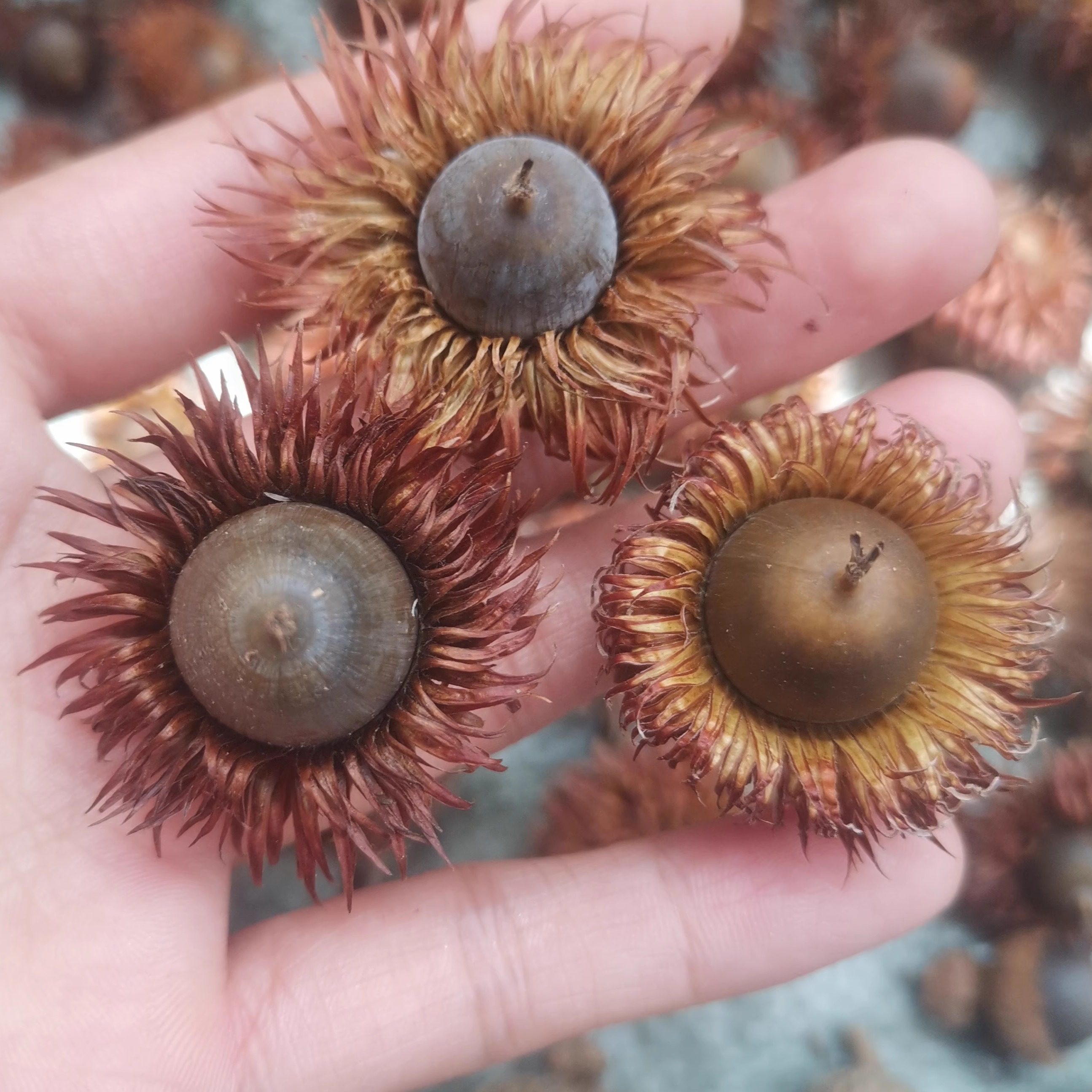 槲栎果帽 橡子壳橡果帽植物少儿手工染料装饰diy工艺材料
