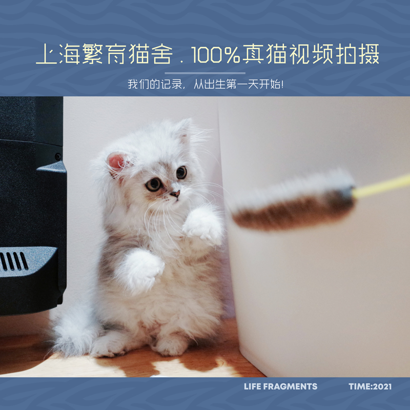 SOLD 血统猫 云系后裔 苏格兰折耳猫 银色渐层 高地折耳长毛猫