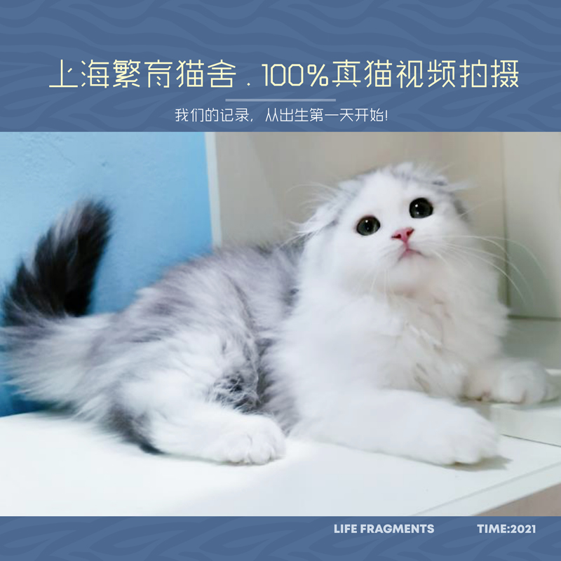 2021新窝次 高地长毛猫 幼猫宝宝 银白色高地折耳猫