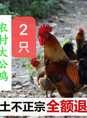 2只散养大公鸡土公鸡笨公鸡走地鸡月子鸡草鸡