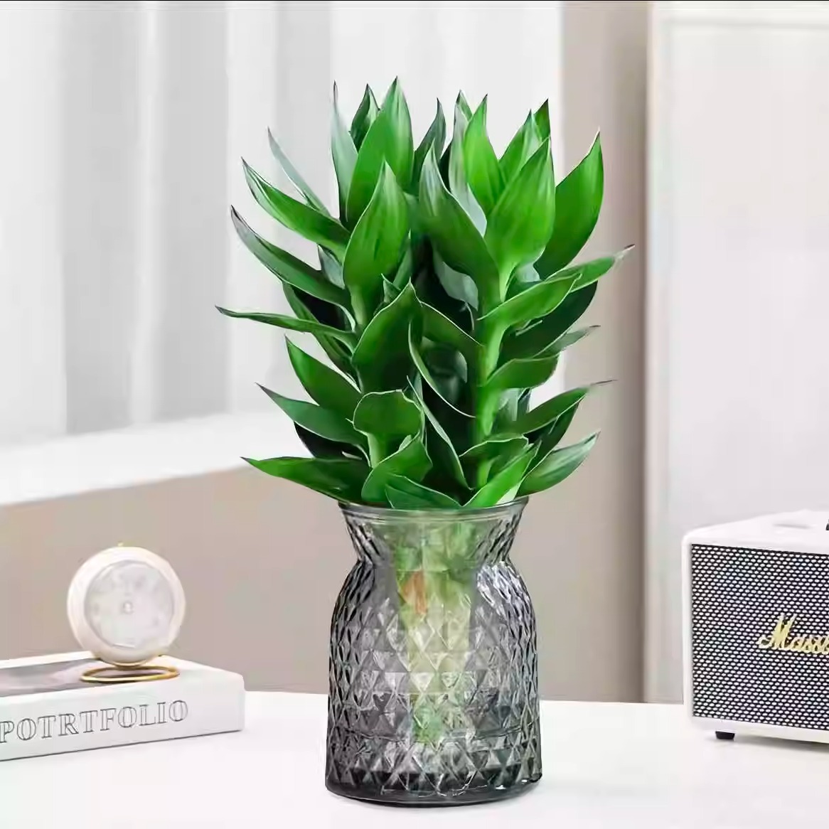 富贵竹水培植物带根盆栽办公室