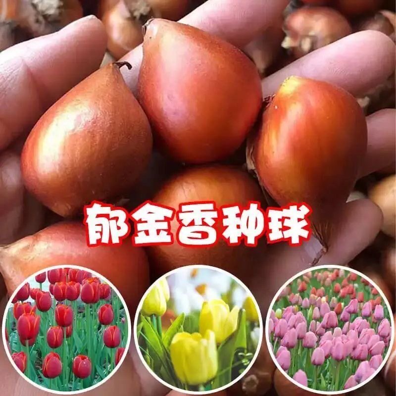 荷兰进口重瓣郁金香大种球