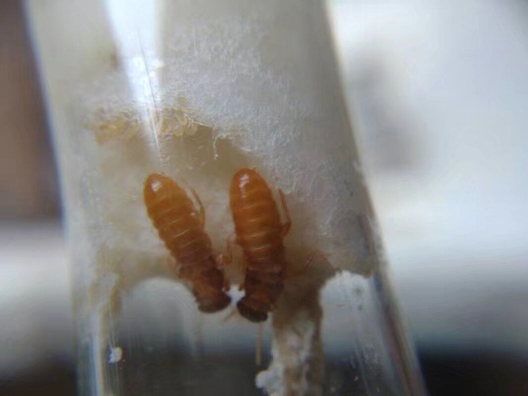 家白蚁 台湾乳白蚁 新王后 白蚁活体 极易养 白蚁活物 药用白蚁