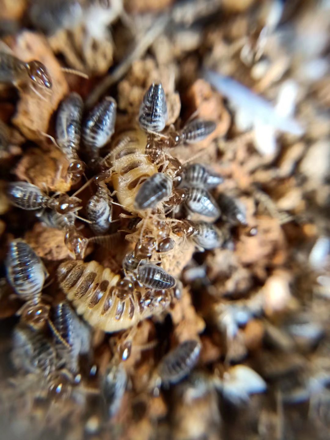 印白蚁 白蚁活体 白蚁活物 蚂蚂活体 黑翅 黄翅 扭白锯白黄球白蚁