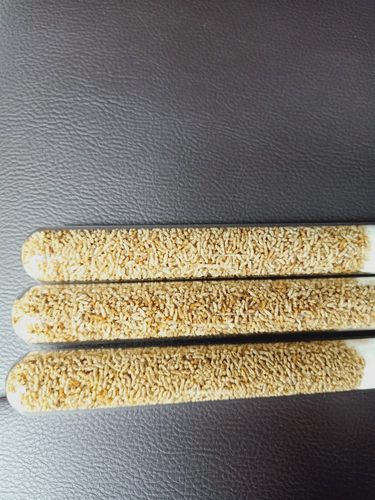 白蚁活体工蚁群落药用宠物纯工蚁