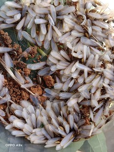 印白蚁新王后 白蚁活体 白蚁宠物 活物 黑翅黄翅扭白家白乳白黄球