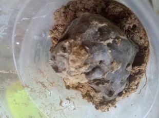 锯白蚁 论坨卖 不拆 菱巢锯白蚁 白蚁活体 白蚁宠物 白蚁活物