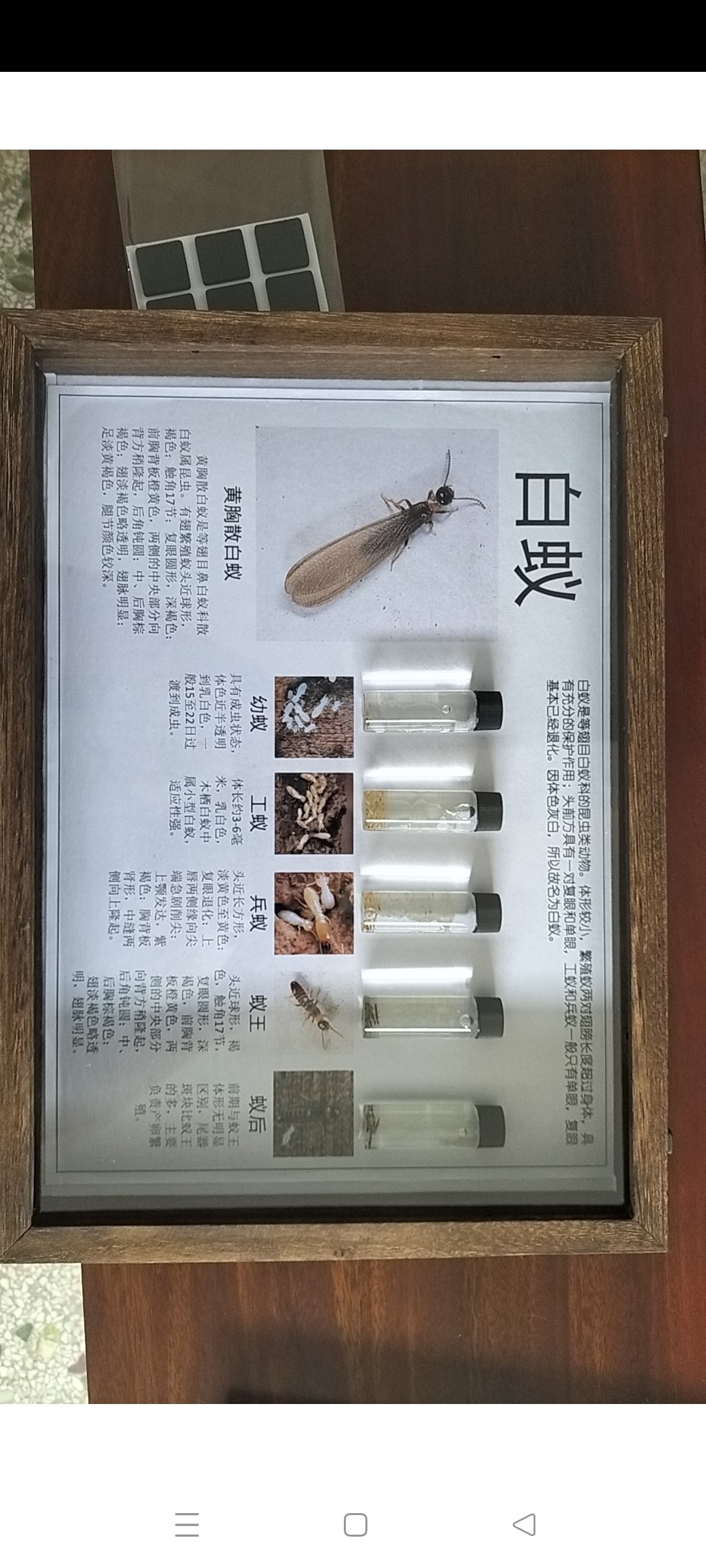 白蚁标本 蚂蚁标本  白蚁活物 白蚁活体  均有 宠物白蚁蚂蚁
