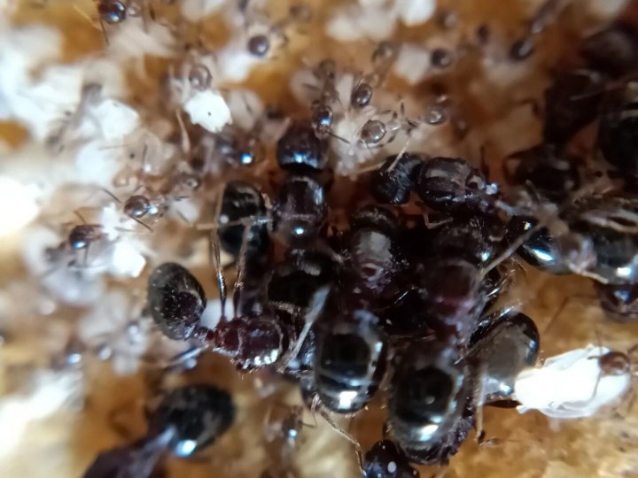 大头蚁 广大头蚁 宽结大头蚁 伊大头蚁 四节大 白蚁活体蚂蚁药用