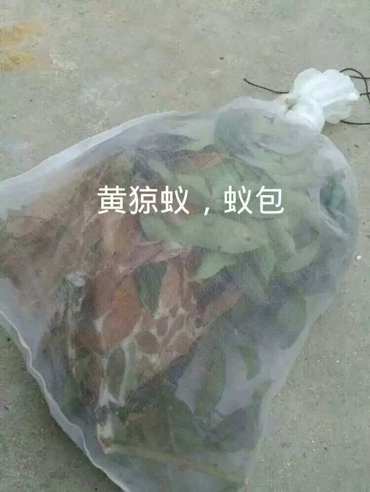 黄猄蚁 新后 蚁包 活体蚂蚁 药用蚂蚁 白蚁活物 大型蚂蚁科教具