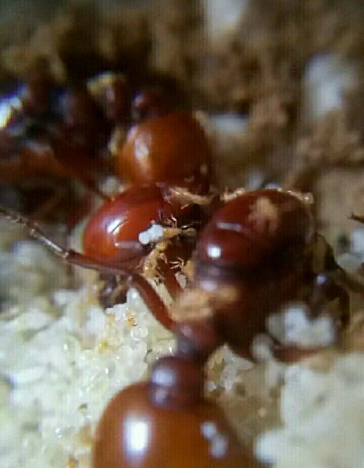 目盲切叶蚁 木盲切叶蚁 蚂蚁活体  蚂蚁巨型蚂蚁 新后一只 白蚁活