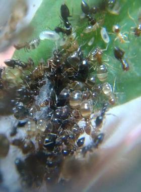 罗斯尼前结蚁斜结蚁 蜜罐蚁 蚂蚁白蚁活体 药用蚂蚁白蚁 宠物蚂蚁