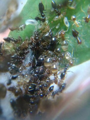 罗斯尼前结蚁斜结蚁 蜜罐蚁 蚂蚁白蚁活体 药用蚂蚁白蚁 宠物蚂蚁