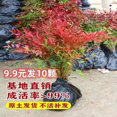 火焰变色南天竹冬红天竺盆景耐寒红叶植物室内外阳台庭院四季好养