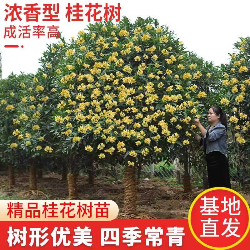 大型桂花树苗原生金桂丹桂庭院别桂花