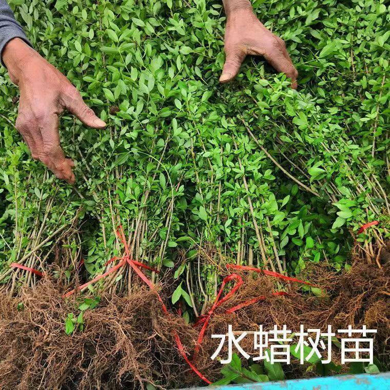 行道路围墙庭院绿篱小区道路绿化工程苗北方耐寒易成活