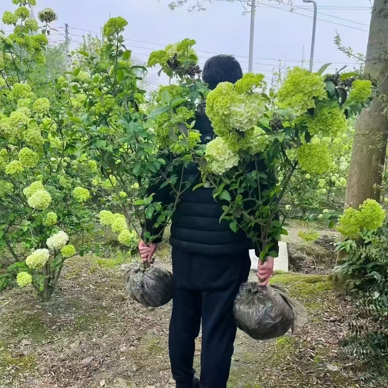 中华木绣球大花耐寒耐热盆栽地栽图片