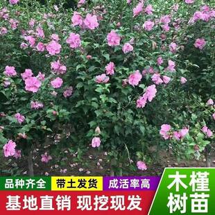 重瓣木槿花苗盆栽木槿树苗室内室外庭院耐寒耐阴植物工程绿化苗木
