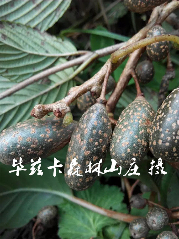 京梨迷你小猕猴桃奇异莓稀奇古怪桌面绿植